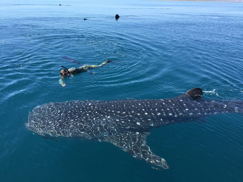 Baja – Swimming with Giants!