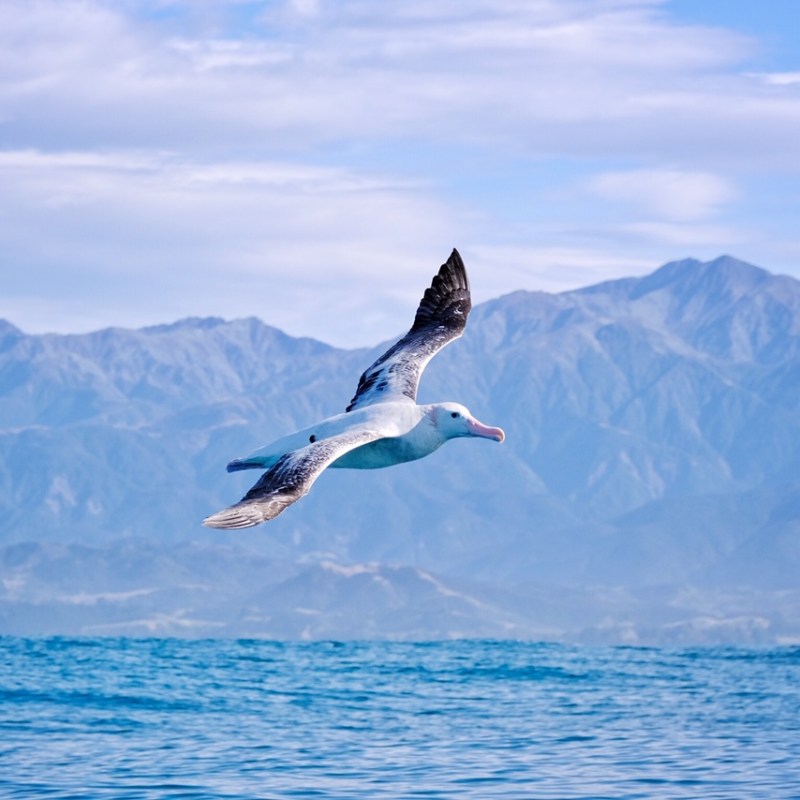 East Coast to Alps: Kaikōura, Twizel, Ohau
