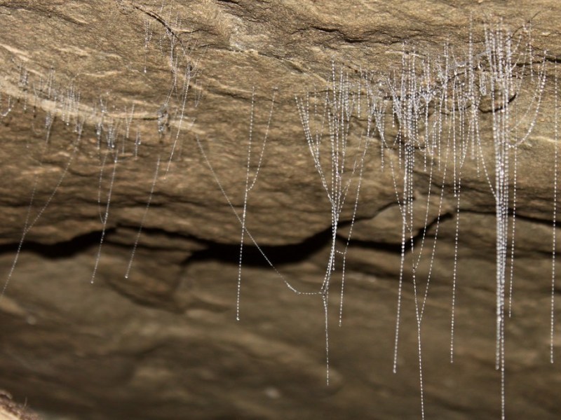 Waikato: Waitomo Glowworms – Forgotten World Hwy