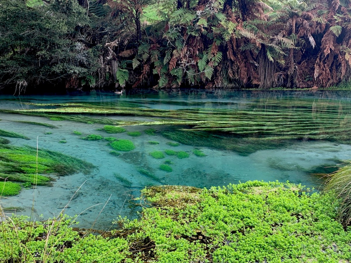 Waikato: Putāruru Blue Springs, Green Trees