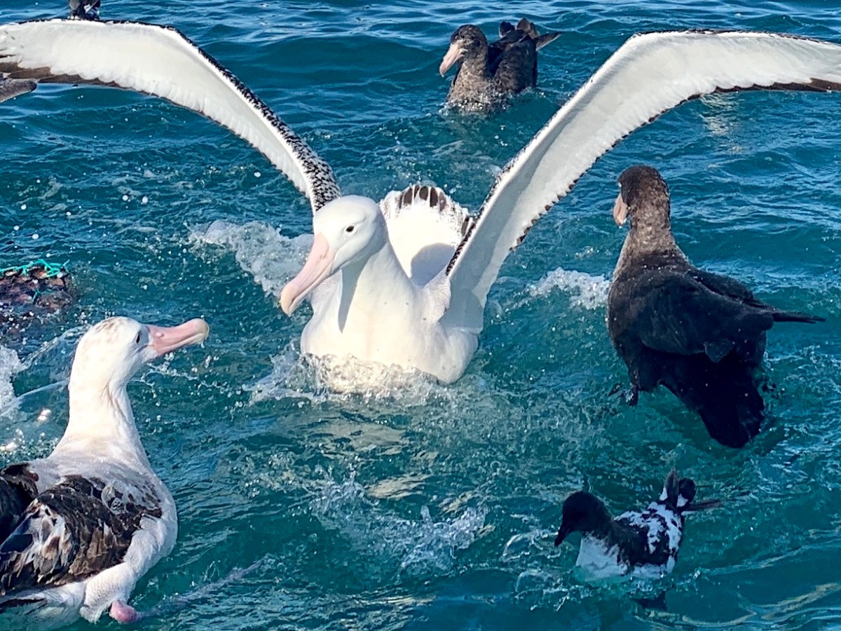 Birding in New Zealand