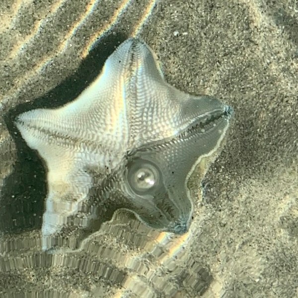 Tasman: Abel Tasman’s Great Walk