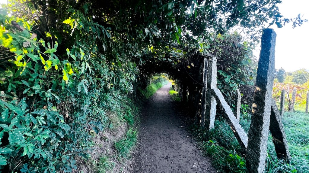 A narrow dirt path lined with lush greenery and overhanging foliage, leading into a shaded area.