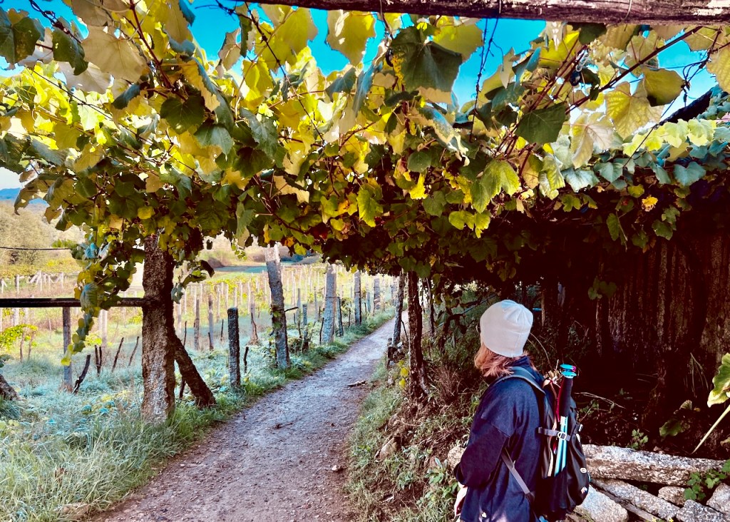 A person standing under a vine canopy along a dirt path in a vineyard, surrounded by lush greenery and autumn foliage.