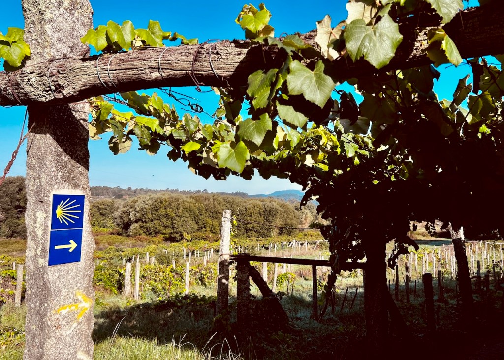 A pathway marked by a blue sign with a yellow emblem, indicating direction amidst lush green grapevines and clear blue sky.
